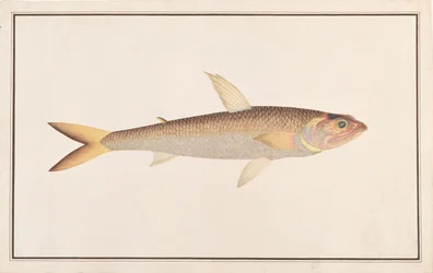 Lizardfish, from Drawings of Fishes from Malacca, c.1805-18